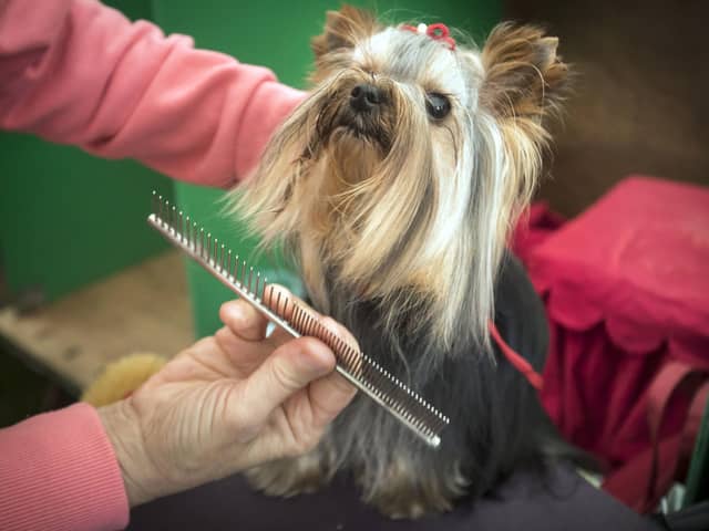 These are the highest rated dog groomers in Wigan