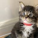 A breeder was astonished to find that her pet cat had given birth to an adorable CROSS-EYED kitten