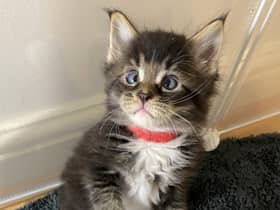 A breeder was astonished to find that her pet cat had given birth to an adorable CROSS-EYED kitten