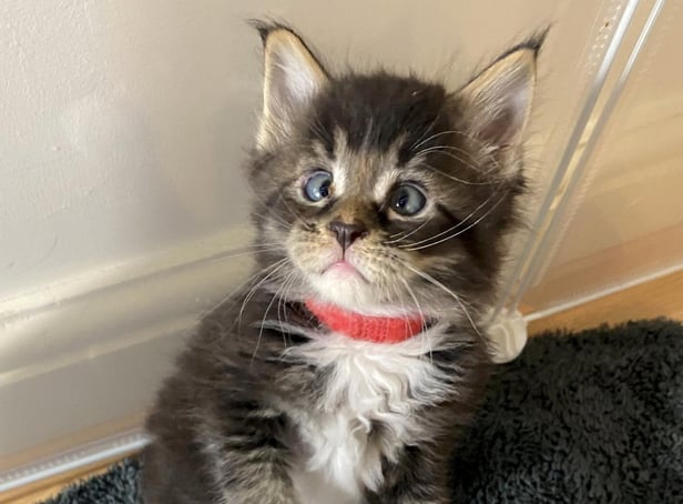 A breeder was astonished to find that her pet cat had given birth to an adorable CROSS-EYED kitten