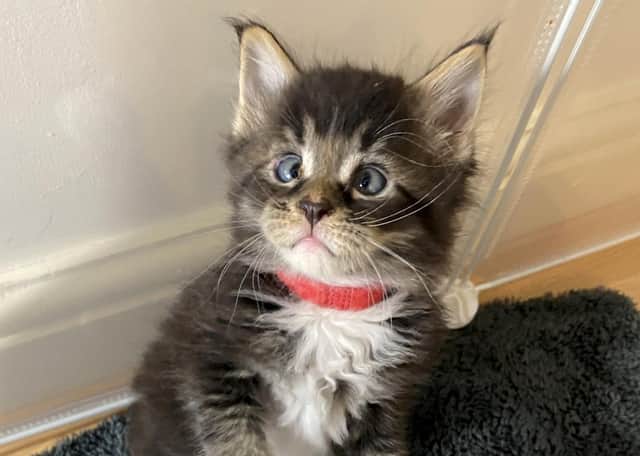 A breeder was astonished to find that her pet cat had given birth to an adorable CROSS-EYED kitten