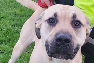Tyson is a 12 month old Mastiff type and was a stray so his background is unknown. He is friendly but young, bouncy, large and strong so homes with small children would not be appropriate.