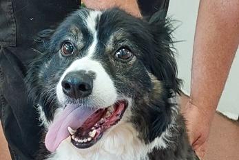 A recently turned eight female Border Collie, her owner sadly passed away so little is known about her background but she arrived in a mild state of neglect such as a matted smelly coat. A house without a cat is required.