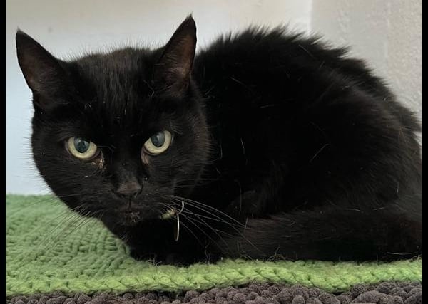 Kitty is a 12-year-old female. She has been good natured whilst at the Leigh home.