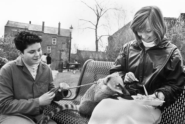 Eileen Morgan, having her lunch in the Wiend, wasn't for sharing with this critter on Saturday 22nd of April 1989. The South American Coati Mundi was being taken for a walk by Nicola Jenkins from Whalley's pet shop to get him accustomed to being on a lead before an "Unusual Animal on a Lead" competition.