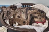 The abandoned, starving and poorly lurcher pup