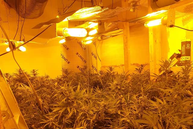 One of the cannabis farms in Wigan discovered by police during the month-long crackdown