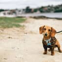 Dogs in Wigan are ready for some walkies this bank holiday