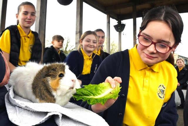 Pupils meet a variety of animals as a farm visited the school.
