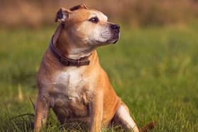 A tan Staffordshire bull terrier similar to the one neglected by Harry Stevenson