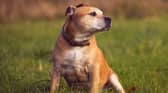 A tan Staffordshire bull terrier similar to the one neglected by Harry Stevenson