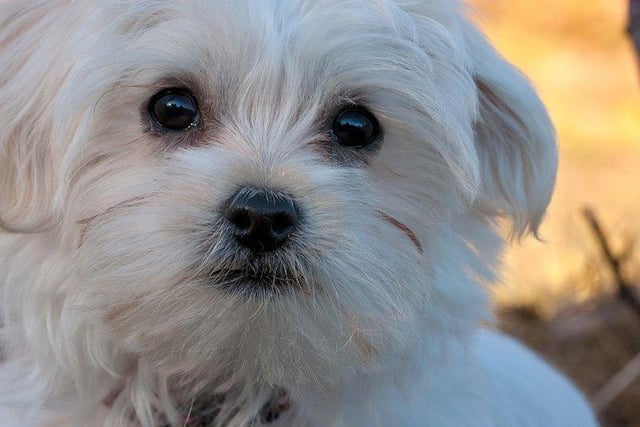 Maltese have been known to go for around £1,050.