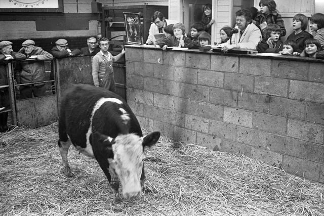 Schoolchildren learn about the business at Wigan cattle market which was located near the junction of Frog Lane and Prescott Street on Monday 12th of March 1973.