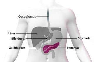NHS diagram showing the position of the pancreas and other organs