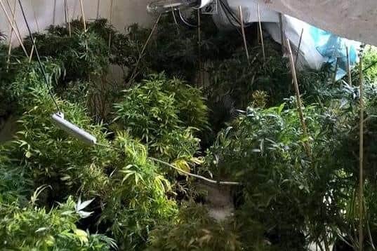 The floors of four rooms at the house were covered in cannabis plants in pots