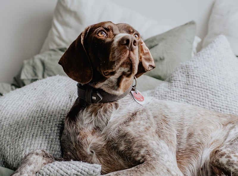 German Shorthaired Pointer had 6 mentions by experts