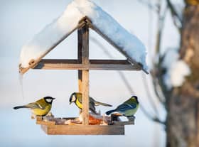 There are essential jobs to do in the garden this December