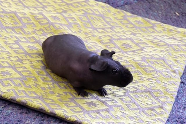 A skinny pig - Curious Critters event at Standish Library