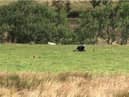 Teens had just passed Jacob’s Ladder in the Peak District when they spotted what they thought was a wild cat
