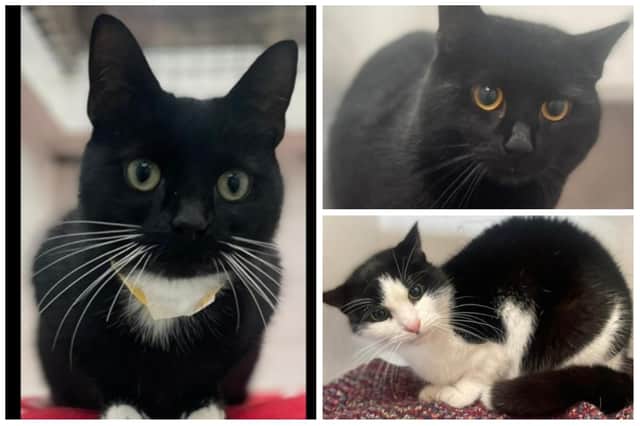 These cats at Leigh Cats and Dogs Home are looking for a loving and safe home