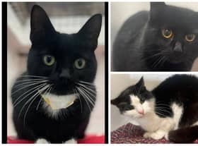 These cats at Leigh Cats and Dogs Home are looking for a loving and safe home