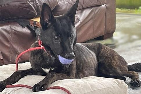 Leanne was also a stray so her background is unknown, approximately 1-2 year old has been reactive to other dogs so she will need to be in a pet-free home.