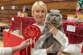 This British Blue called Pawsome Lennox won the best in pedigree section at last year's show