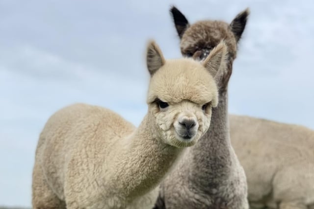 Based in Ormskirk, Natterjack Alpacas have a rnage of dates and events available over half term for the whole family