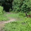 A brief glimpse of a young deer on a recent Wigan Walk.