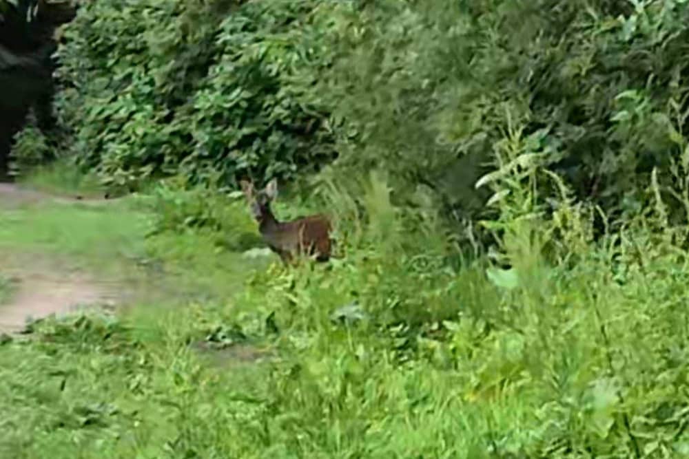 A brief glimpse of a young deer on a recent Wigan Walk.