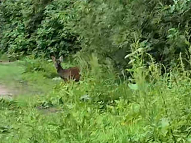 A brief glimpse of a young deer on a recent Wigan Walk.