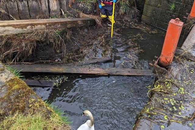 An RSPCA animal rescue officer helping to bring one of the swans to safety