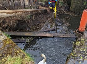 An RSPCA animal rescue officer helping to bring one of the swans to safety