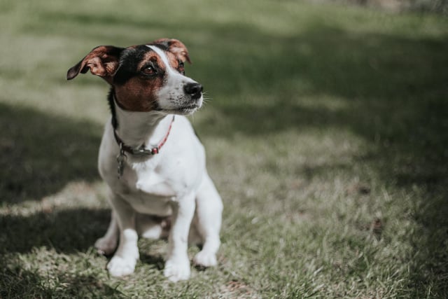 Jack Russell Terrier had 7 mentions by experts