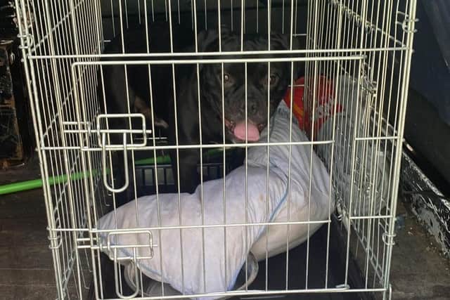 The bull terrier found in the back of a Peugeot van in Orrell