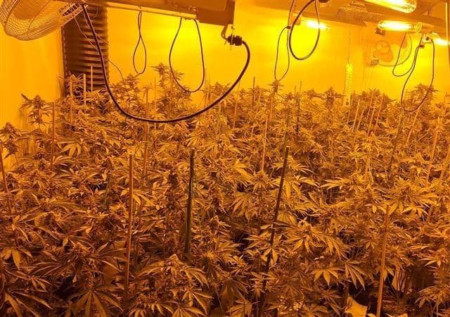 Funny moment cops raid a £420k cannabis farm...and find a sleeping drug dealer