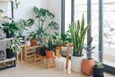 Here are the best ways to look after plant during the winter (photo: Pixabay)