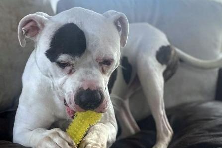 A four year old male American Bulldog, Spot arrived at the home as a stray so his history is unknown. In need of an owner that can provide him with a little bit more training