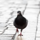 Pigeons are proving something of a menace in Wigan town centre