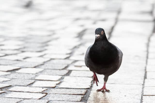 Pigeons are proving something of a menace in Wigan town centre