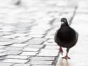Pigeons are proving something of a menace in Wigan town centre
