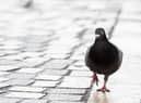 Pigeons are proving something of a menace in Wigan town centre