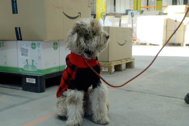 Bowie the labradoodle is helping The Brick