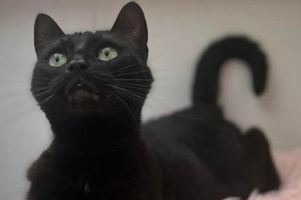 Four year old female, she arrived at the home due to her owner being unwell. She isn't too keen on being handled at the moment so homes with young children will not be appropriate