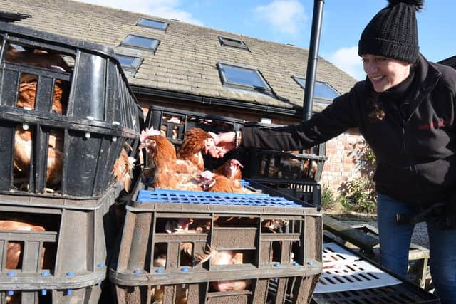 Alison Thorpe welcomes birds to Lucky Hens Rescue on a previous rehoming day