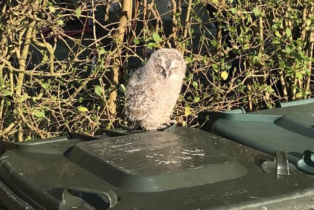 Animal rescue officer Helen Chapman was called out to two owlets who’d been spotted in Rochdale, Lancashire, just minutes apart.
An experienced RSPCA rescuer could hear mum in a tree calling for them nearby so she kept them warm and safe in a cardboard box before placing them at the base of their tree where they managed to climb back up to their mum.
Healthy owlets have fluffy brown feathers and pink eyelids. They go through a ‘branching’ phase where they leave their best but can’t fly. Adults use calls to locate them and feed them on the ground.
Owlets can climb vertically back up trees into their nests so you should leave them where they are unless they’re in immediate danger, in which case please call the RSPCA for further advice.
