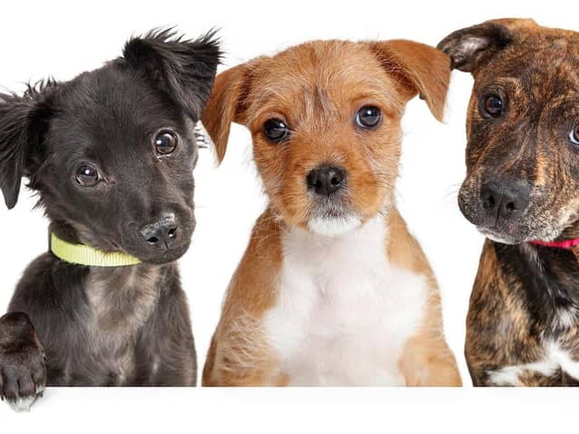 A new puppy can make life exciting (photo: Adobe)