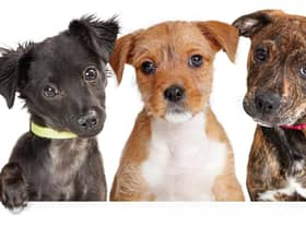 A new puppy can make life exciting (photo: Adobe)