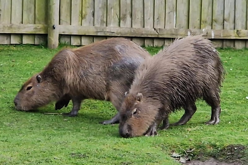 A pair of capybara munch on the grass at Ribby Hall Village's Wild Discovery