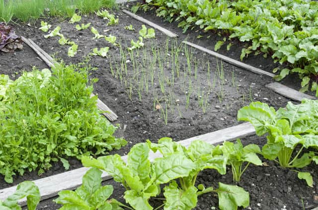 Get your garden ready for spring